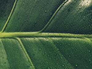 water droplets on green leaf